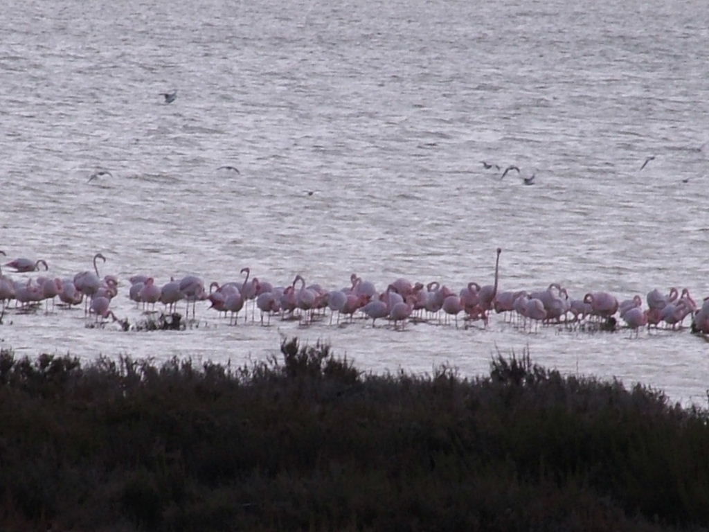 Photo: Flamingos, Fuenta de Piedra