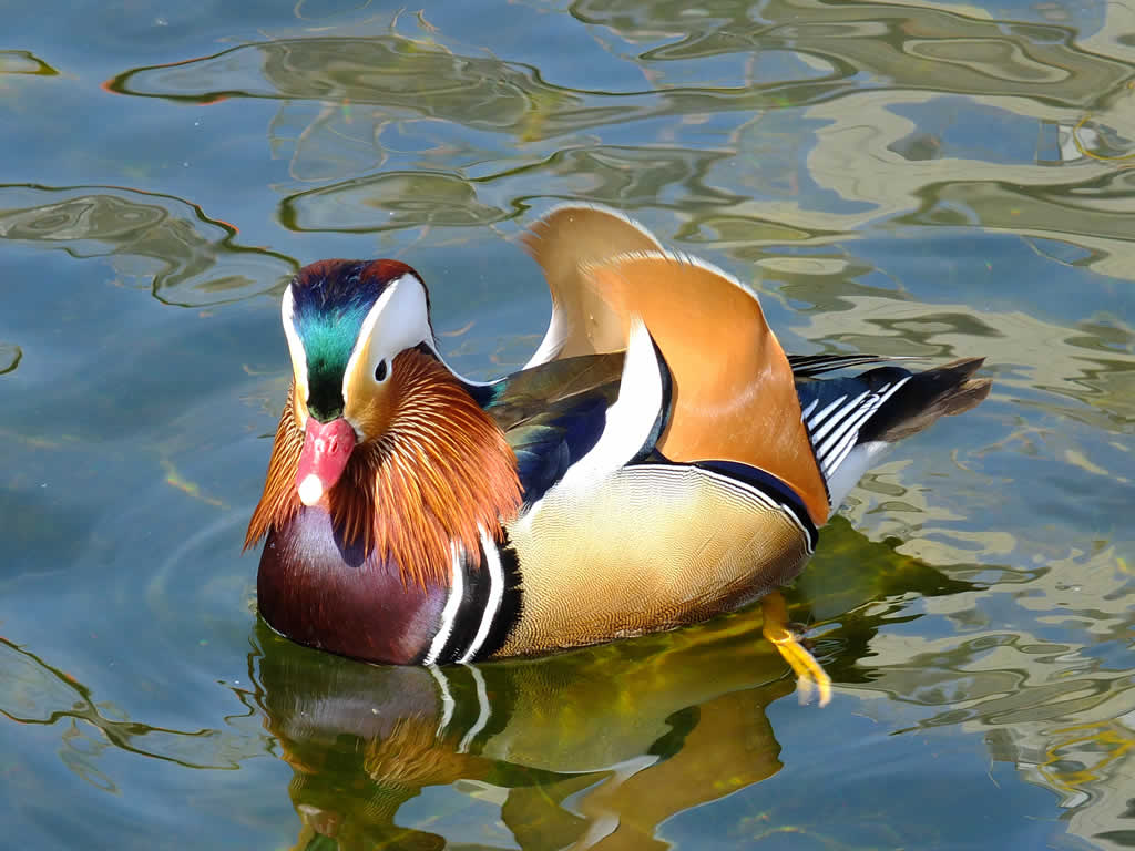 Photo: Mandarin Duck, Tegeler Insel