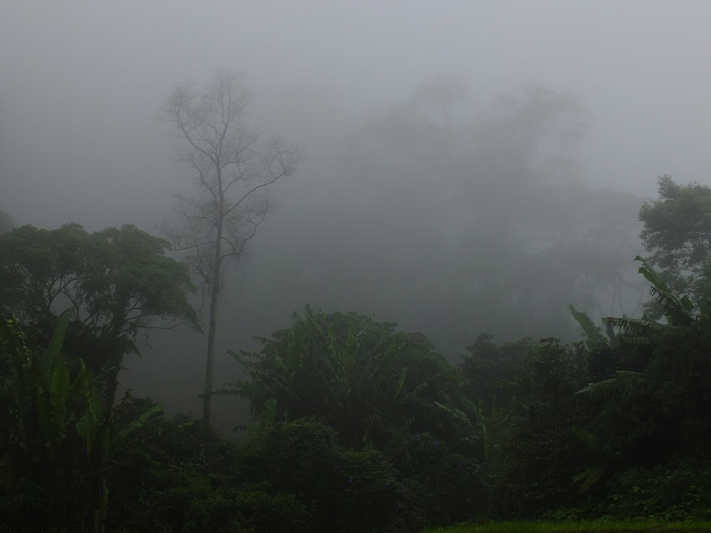 Photo: Cloud Forest, Cameron Highlands