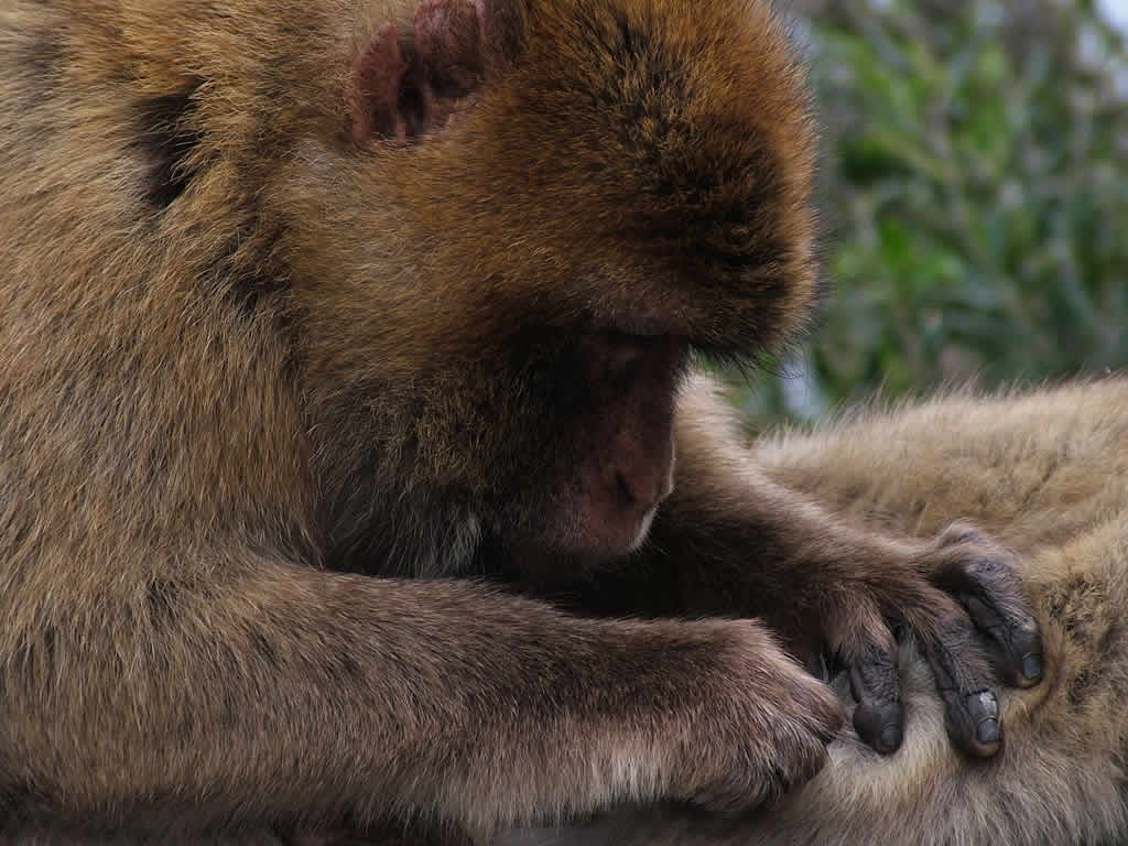 Photo: Barbary Macaques, Gibraltar