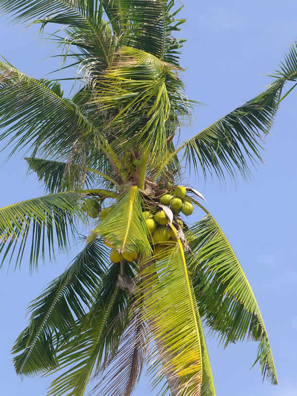 Photo: Palm Tree, Langkawi