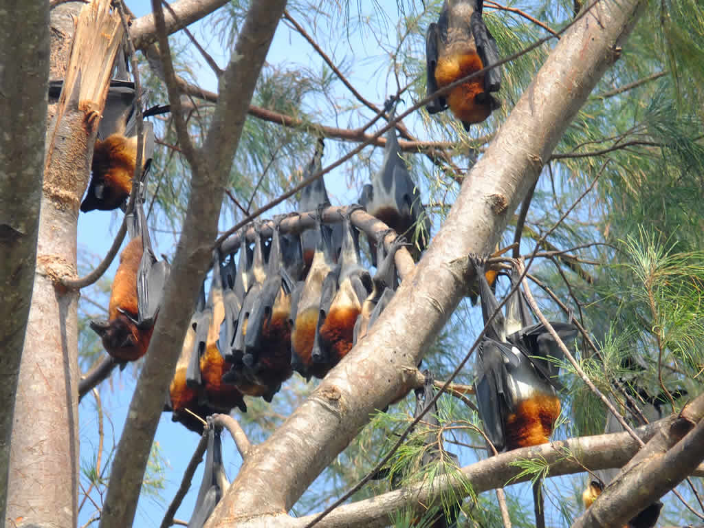 Photo: Fruit Bats, Juara, Pulau Tioman