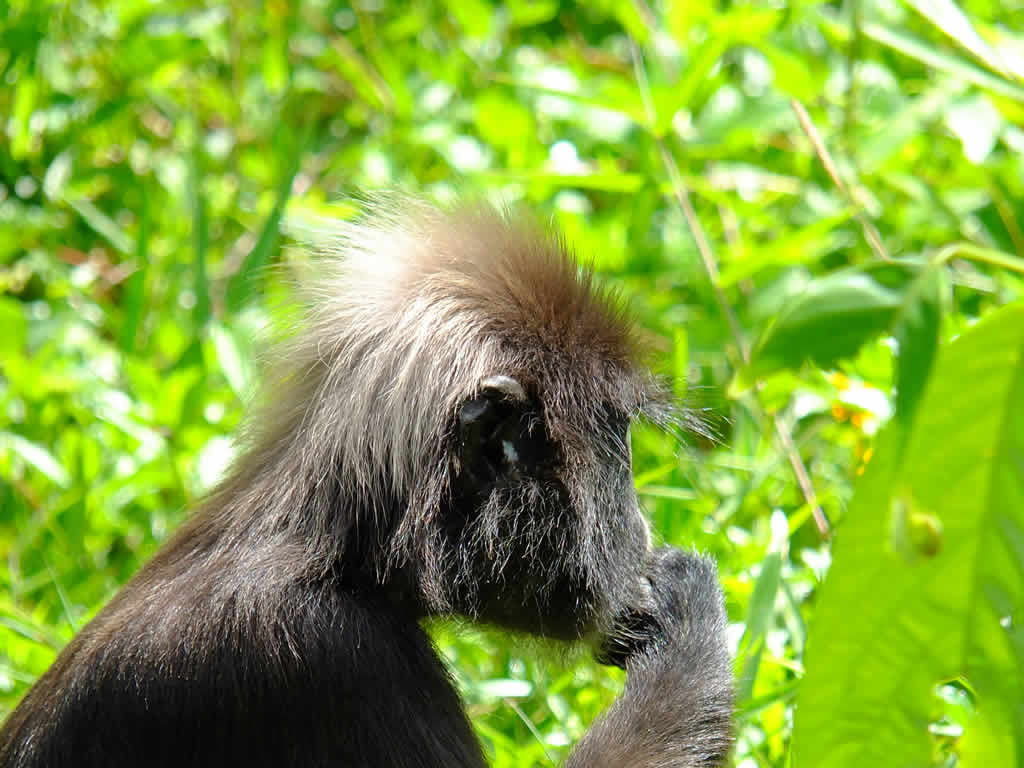 Photo: Dusky Leaf Monkey, Botanical Gardens, George Town, Malaysia