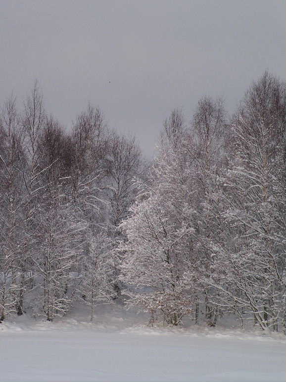 Photo: Trees in the snow, Aviemore