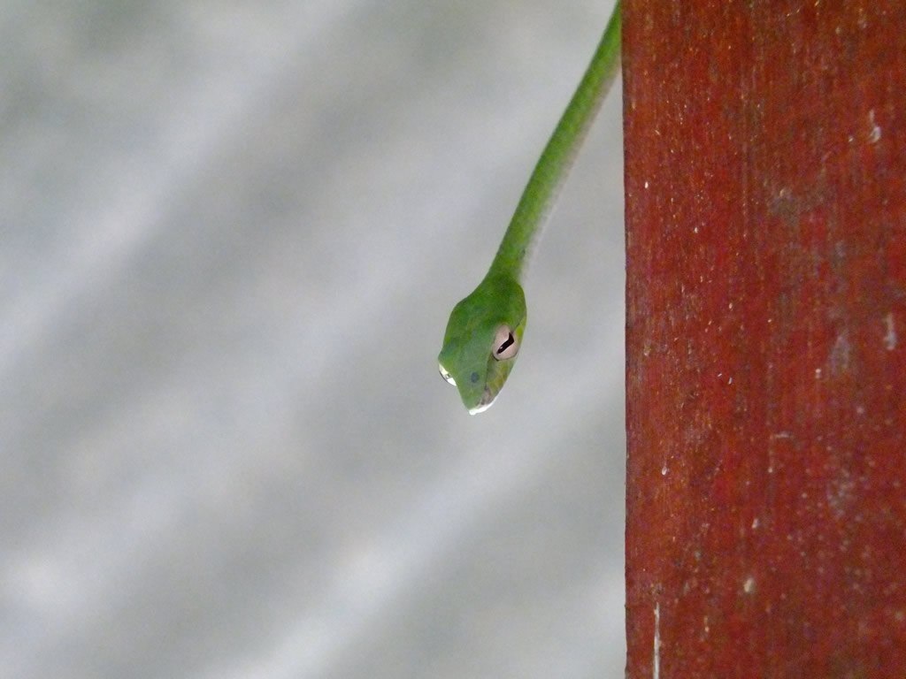 Photo: Oriental Whip Snake, Pulau Perhentian Besar