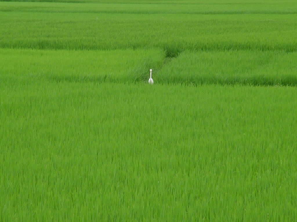 Photo: Hoi An paddy field