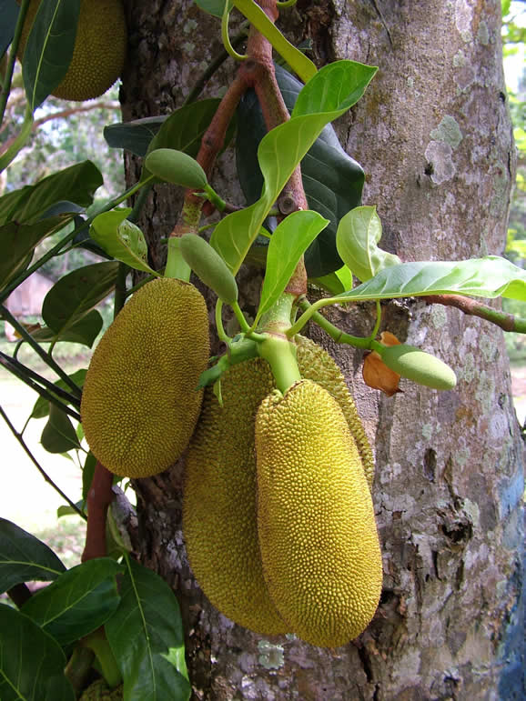 Photo: Phu Quoc, Jackfruit