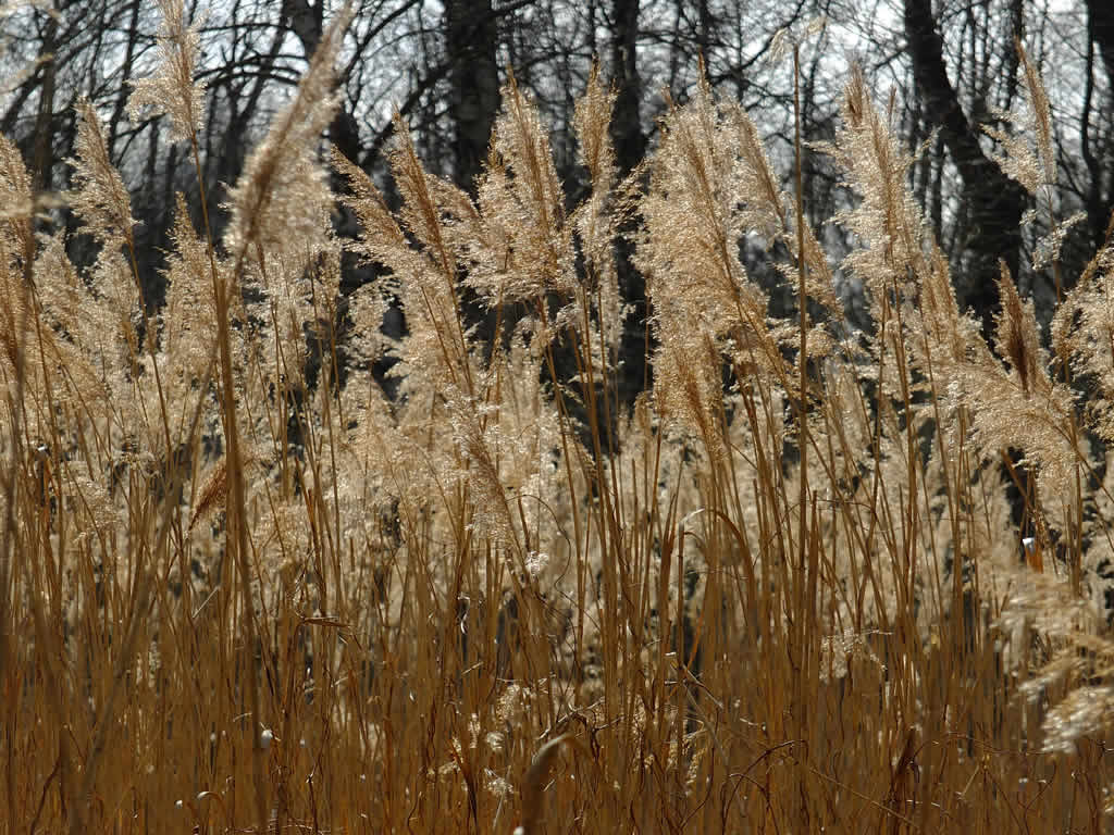 DSCF0764, Tegeler Flie�