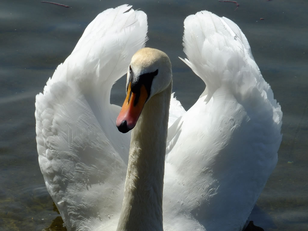 DSCF0815, Tegeler See