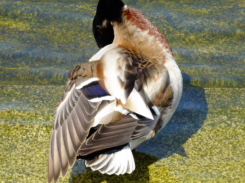 DSCF0840, Tegeler Insel