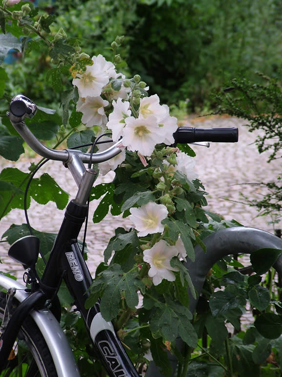 DSCF3987, Bicycle and flowers
