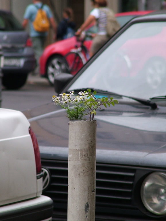 DSCF4401, Flowers in the City