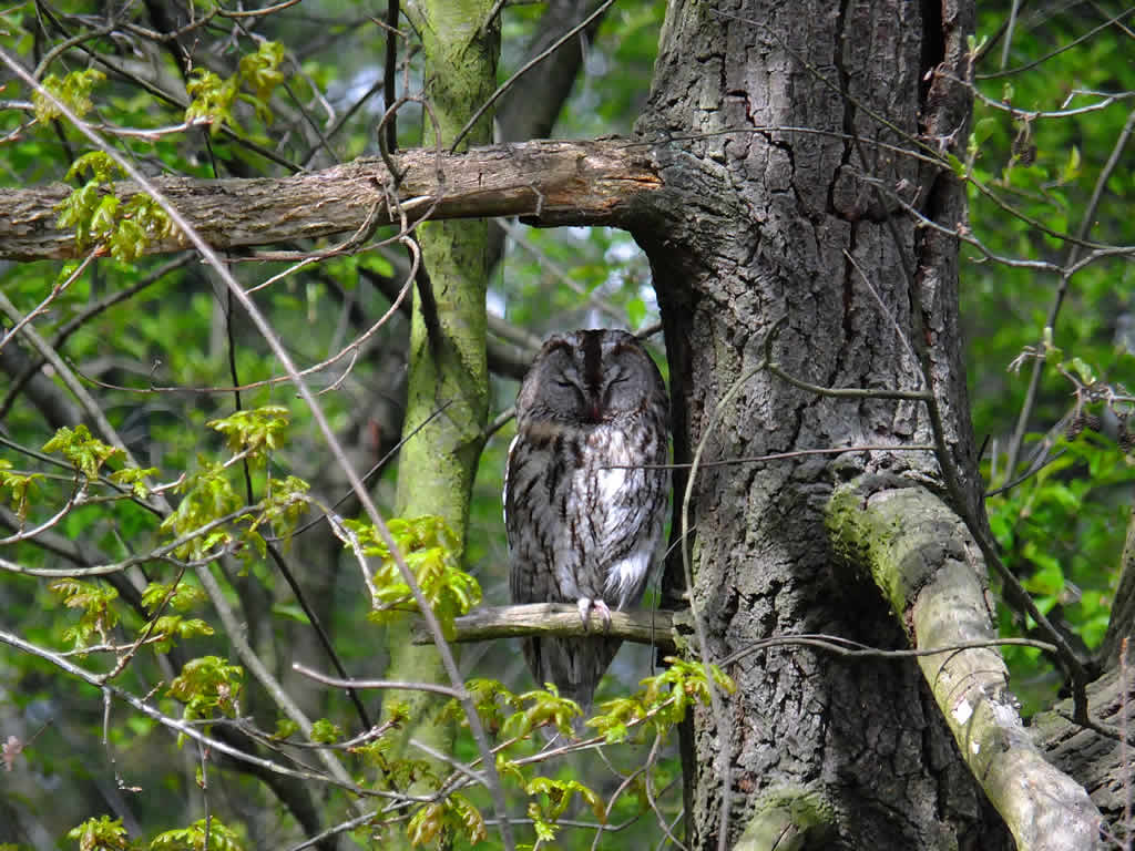 DSCF8480, Tawny Owl, Tegler Fleiss