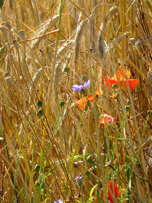 DSCF8541, Schonefleiss - Lubars