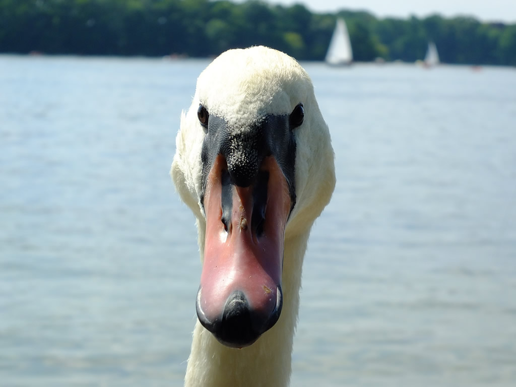 DSCF8570, Tegeler See