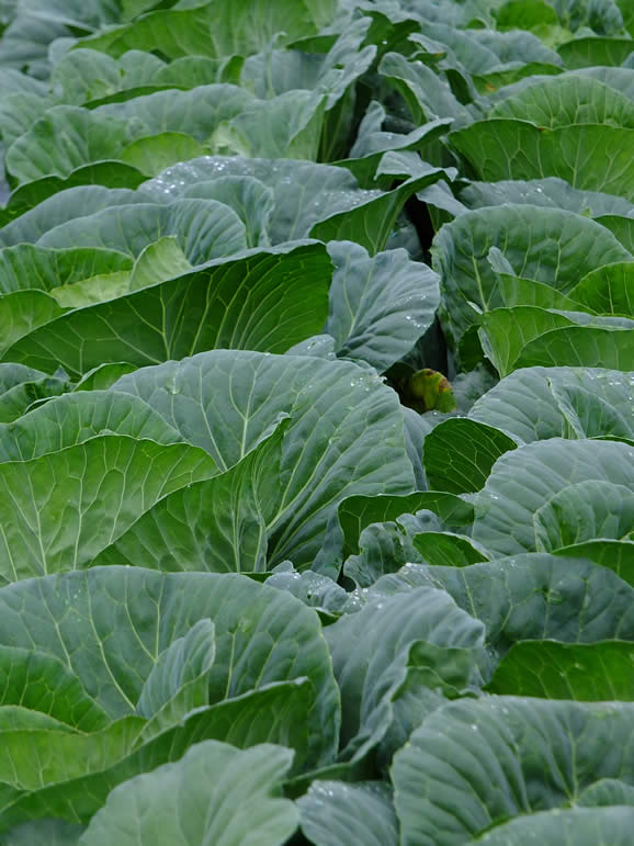 DSCF3292: Cameron Highlands