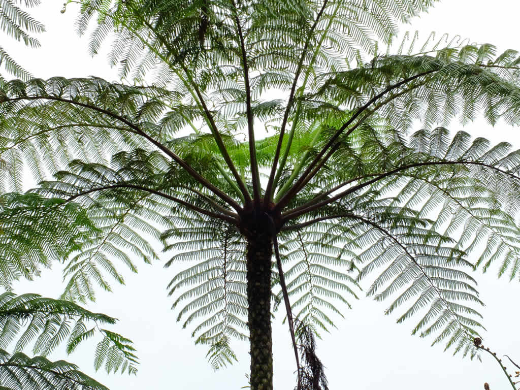 DSCF3296: Tanah Rata