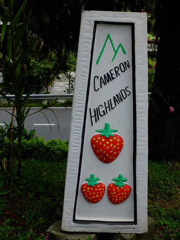 DSCF3297: Tanah Rata