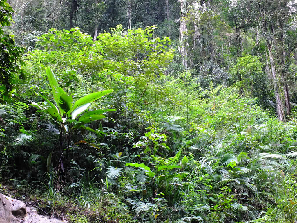 DSCF3306: Cameron Highlands