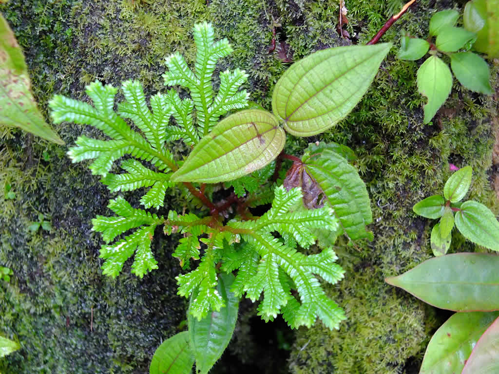 DSCF3314: Cameron Highlands