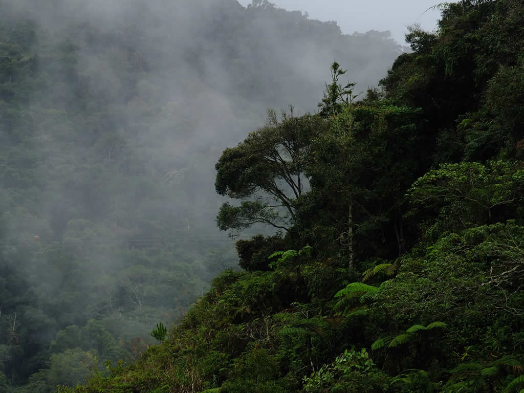 DSCF3330, Cameron Highlands