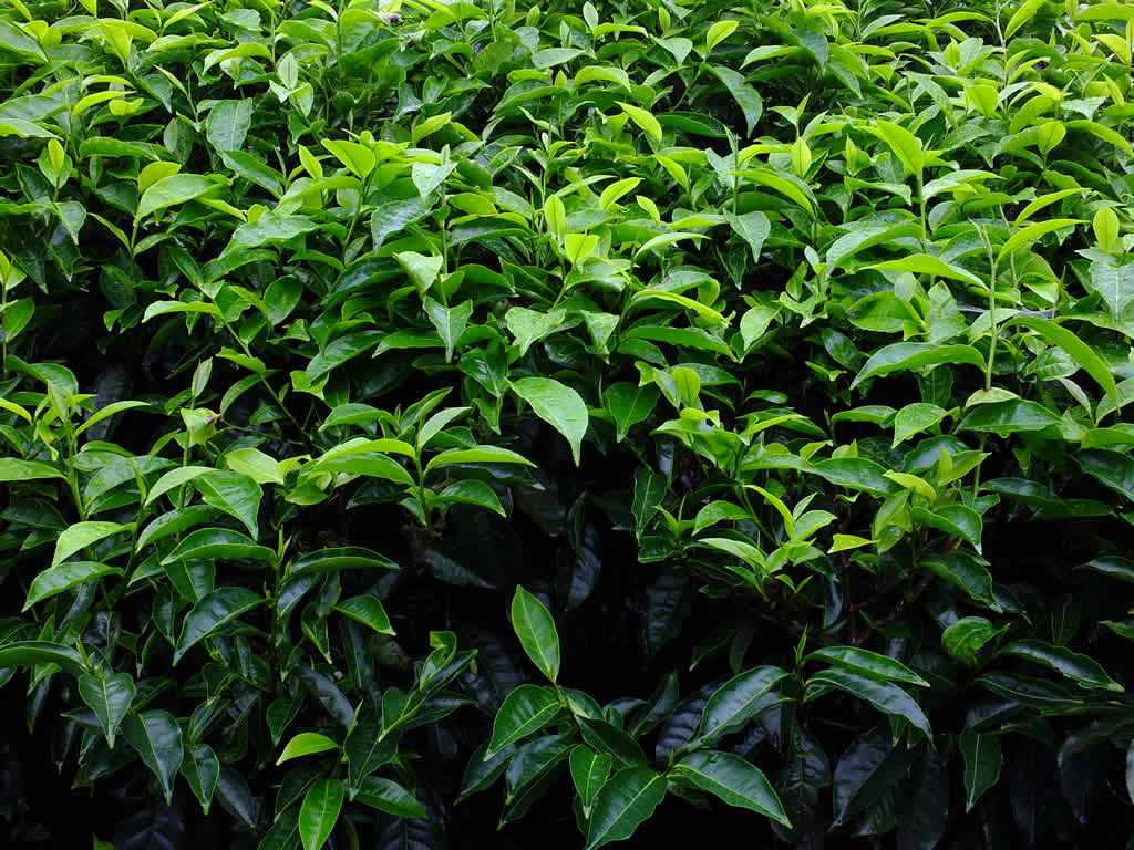DSCF3341: Tea leaves, Cameron Highlands