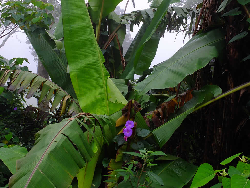 DSCF3343: Cameron Highlands