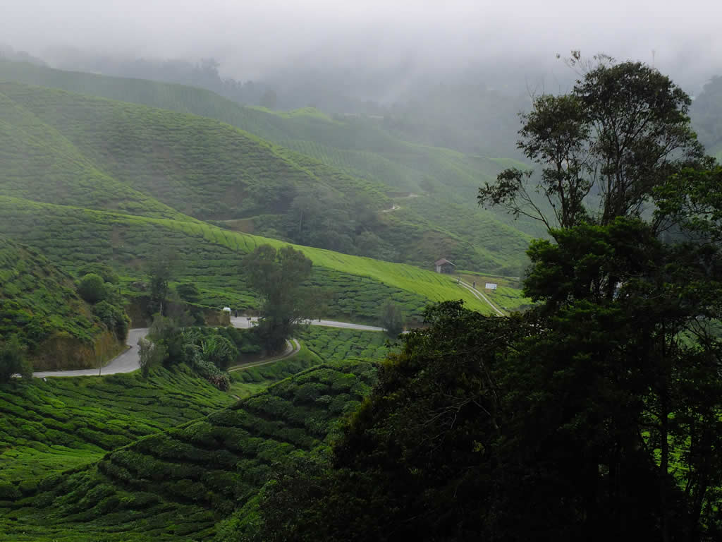 DSCF3358: Cameron Highlands