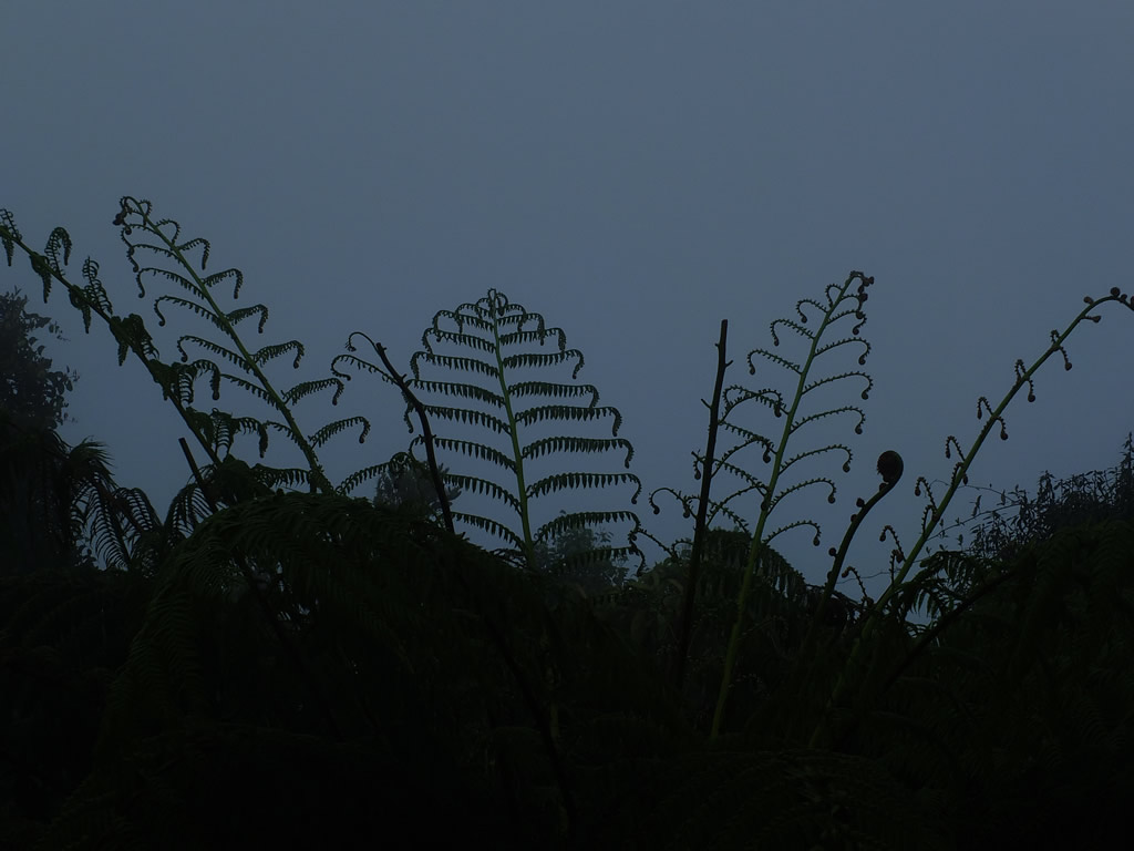 DSCF3364: Cloud Forest, Cameron Highlands