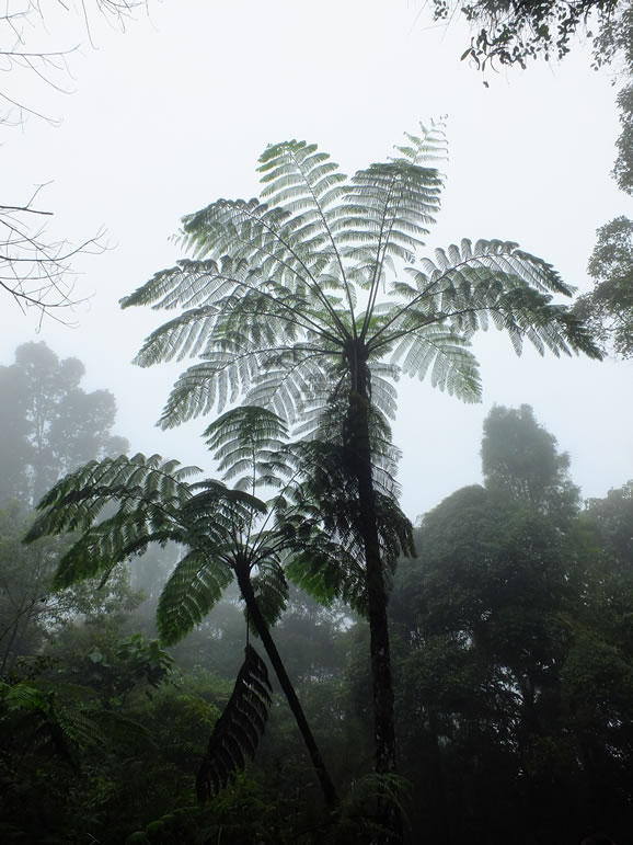 DSCF3379, Cloud Forest, Cameron Highlands