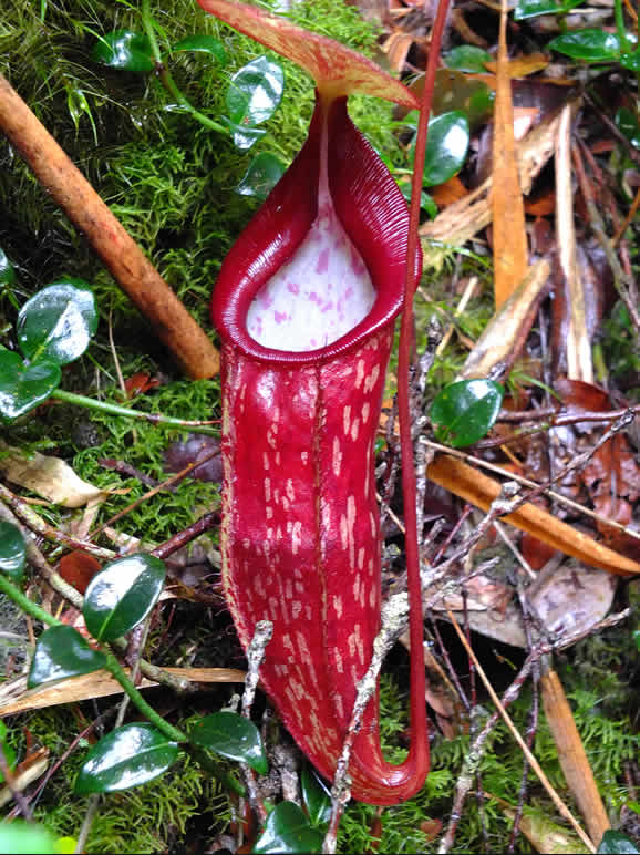 DSCF3386: Pitcher Plant, Cloud Forest, Cameron Highlands