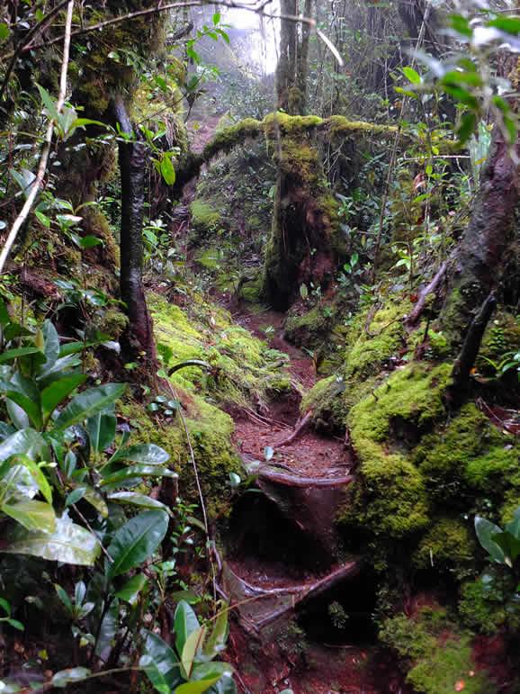 DSCF3389: Cloud Forest, Cameron Highlands