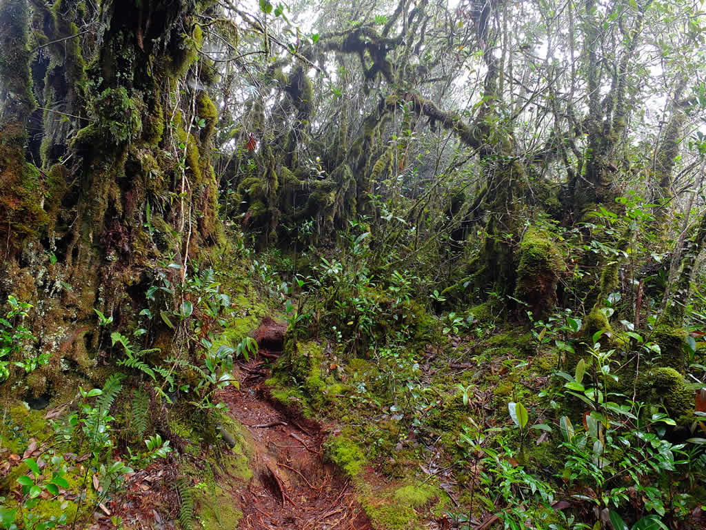 DSCF3394: Cloud Forest, Cameron Highlands