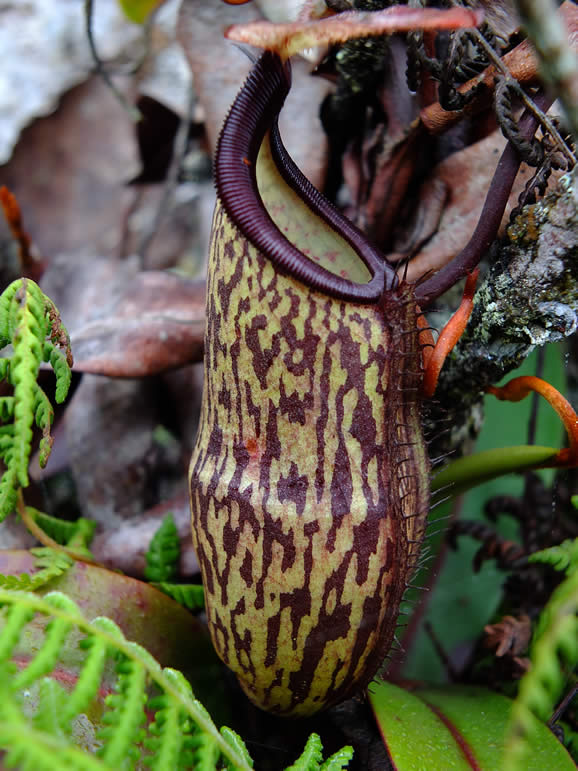 DSCF3400, Pitcher Plant, Cloud Forest, Cameron Highlands