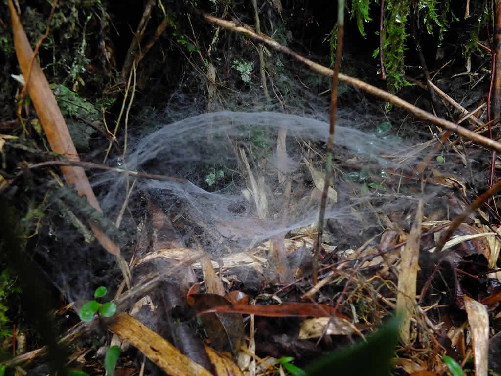 DSCF3416: Cameron Highlands