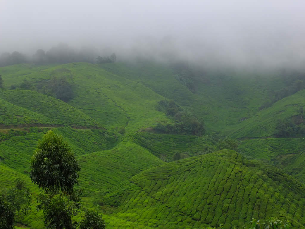 DSCF3430, Cameron Highlands