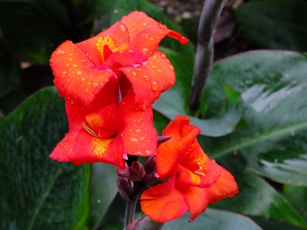 DSCF3443: Cameron Highlands