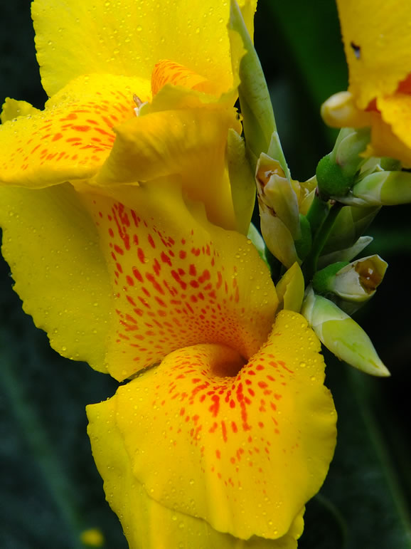 DSCF3447: Cameron Highlands