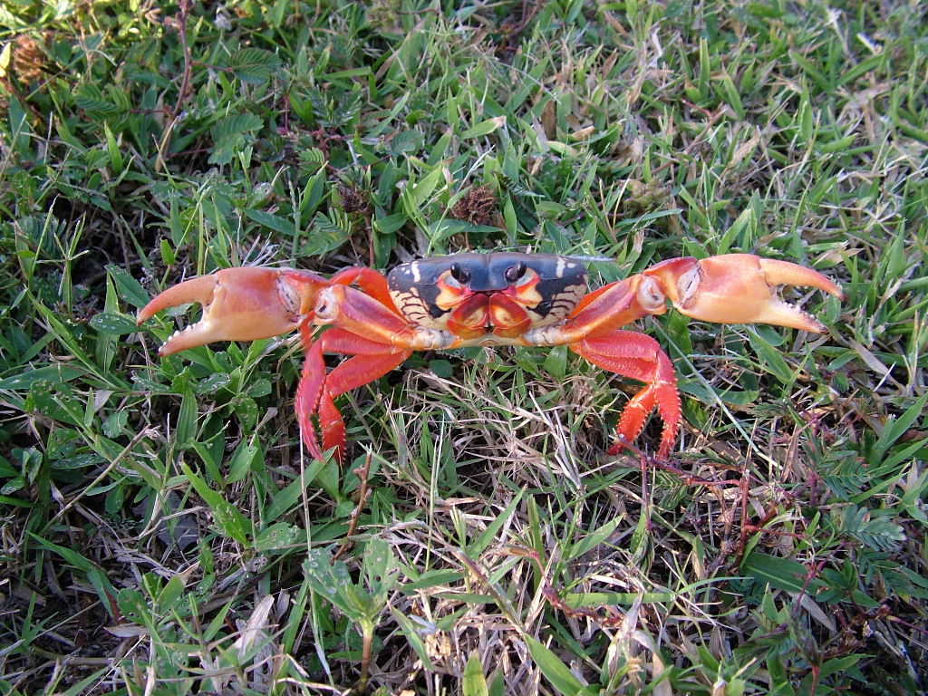 DSCF3522, Maria La Gourda