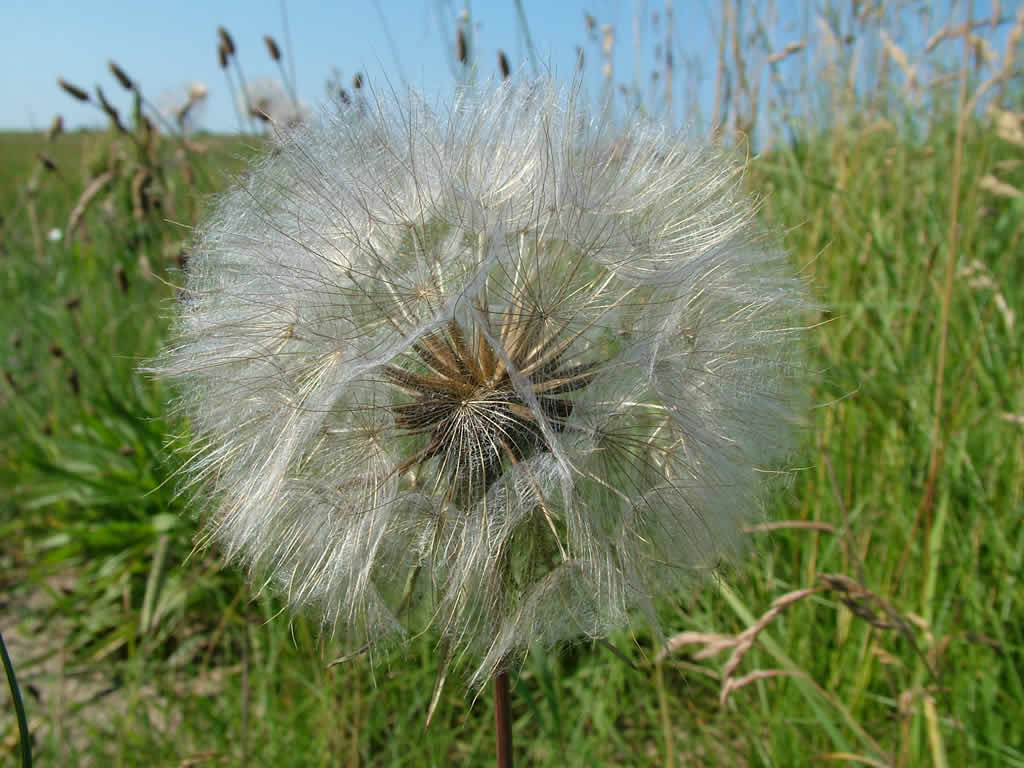 DSCF1202  L�nstrup - L�kken