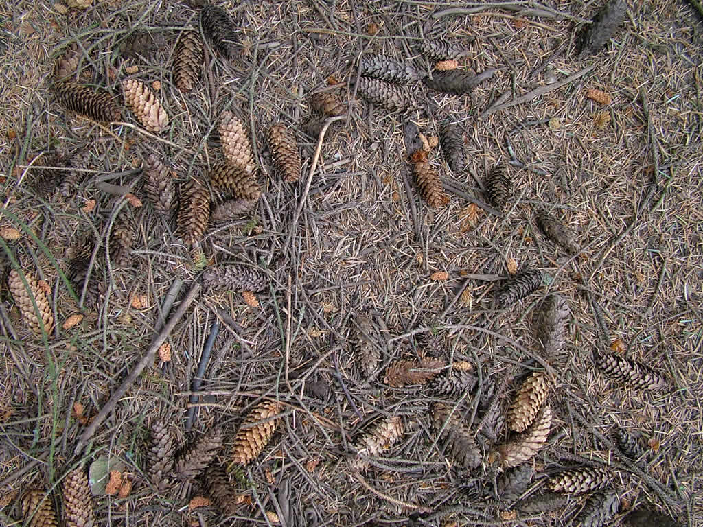 DSCF1738  Svinkl�v