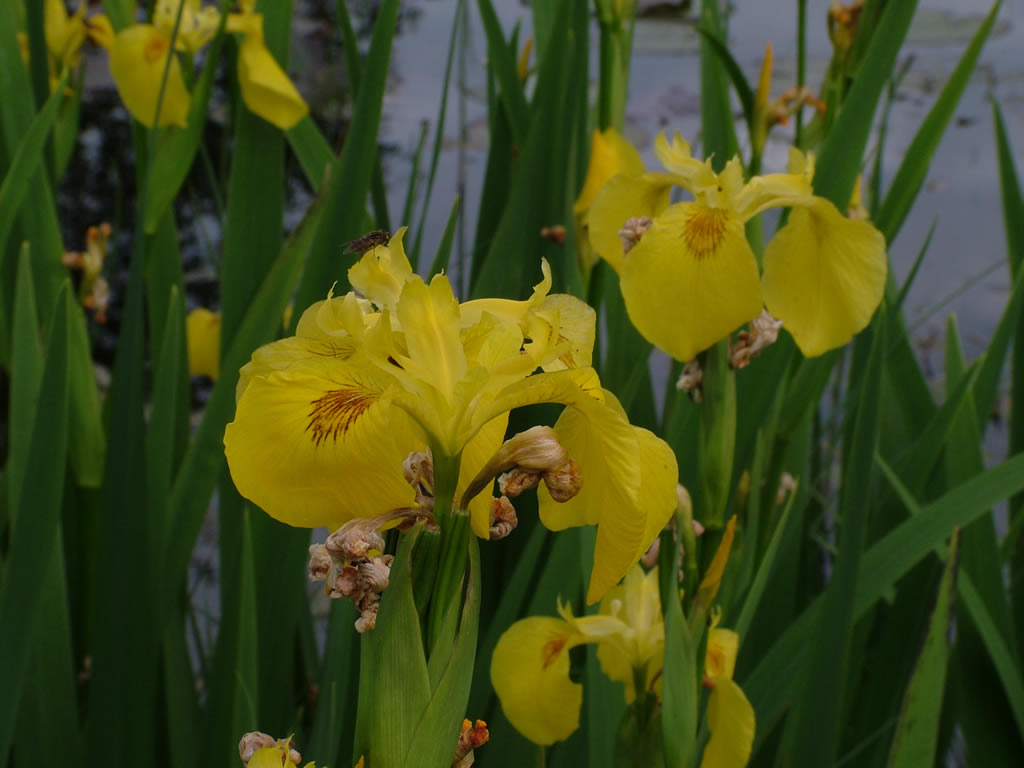 DSCF1740  Svinkl�v