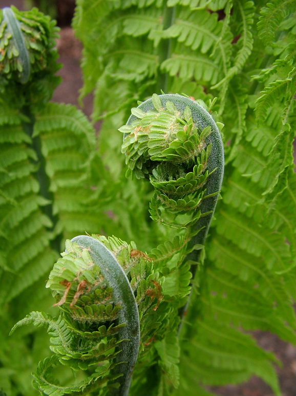 DSCF0466, Botanical Gardens, Edinburgh