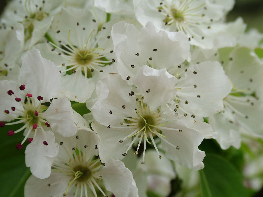 DSCF0481, Botanical Gardens, Edinburgh