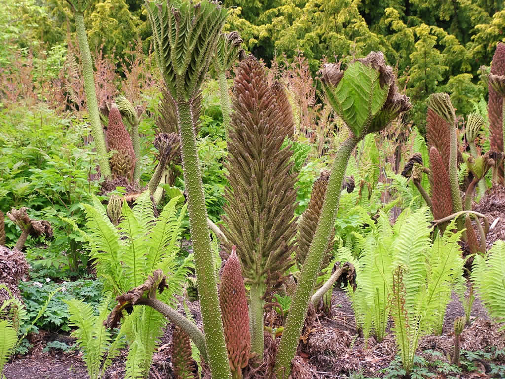 DSCF2209  Botanical Gardens, Edinburgh