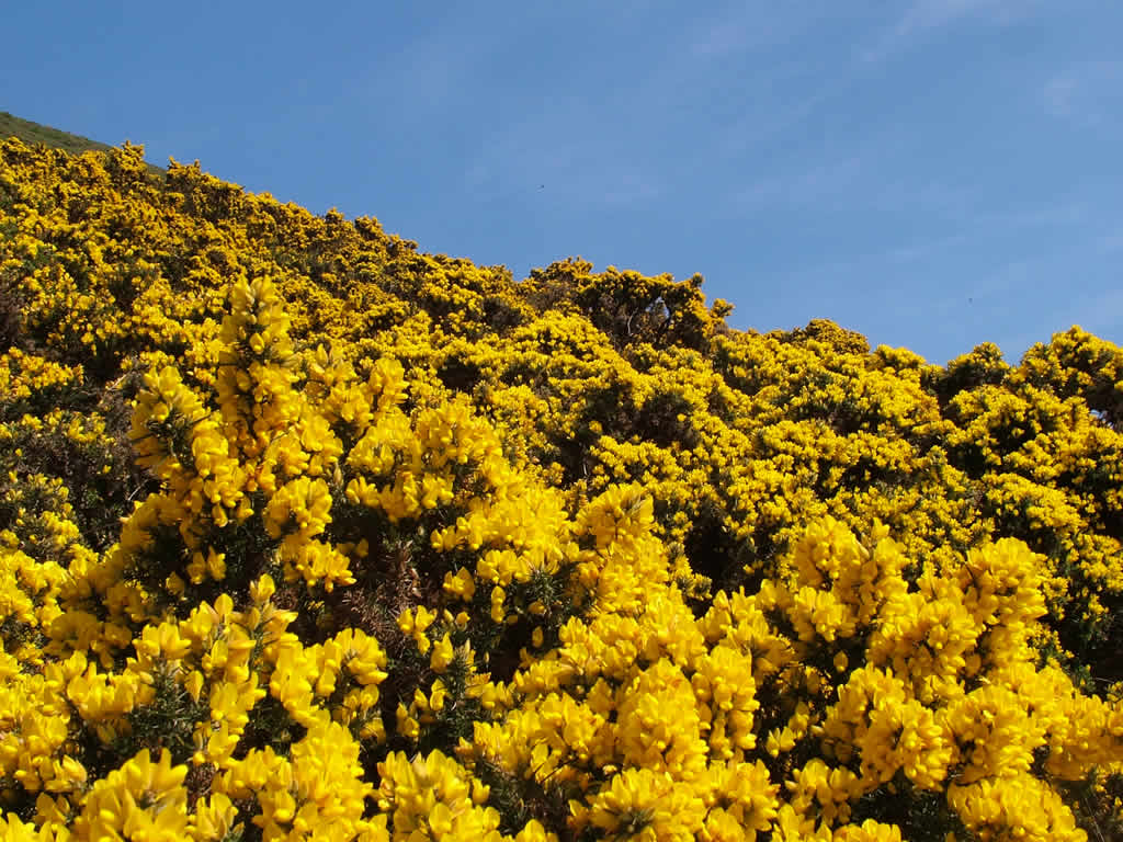 DSCF2222  Arthurs Seat, Edinburgh