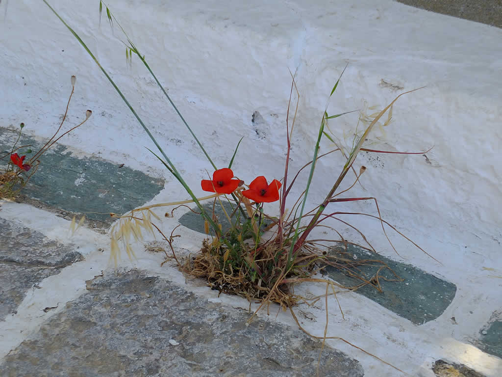 DSCF9272, Folegandros