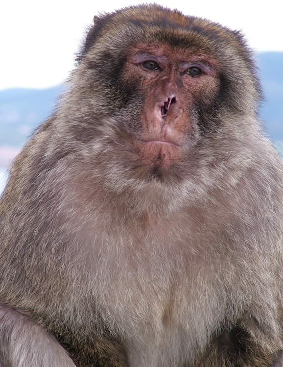 DSCF0196, Barbary Macaques, Gibraltar