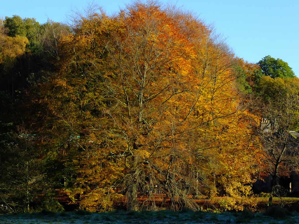 DSCF2697, Pollok Park, Glasgow