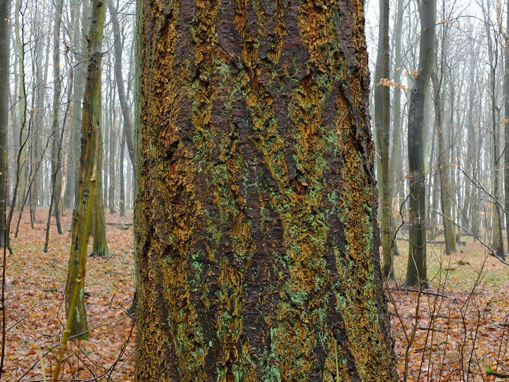 DSCF0557, Lauterbach, Rugen